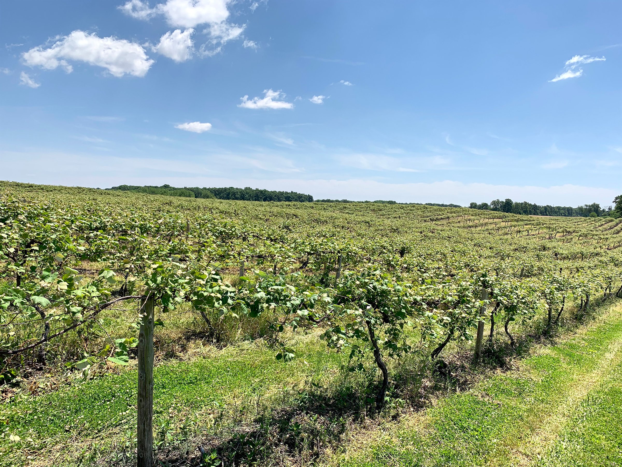 Concord Grapes in Van Buren County, Michigan farmland - LAND AUCTION - 194+/- ACRES OFFERED IN 5 TRACTS IN VAN BUREN COUNTY, MICHIGAN